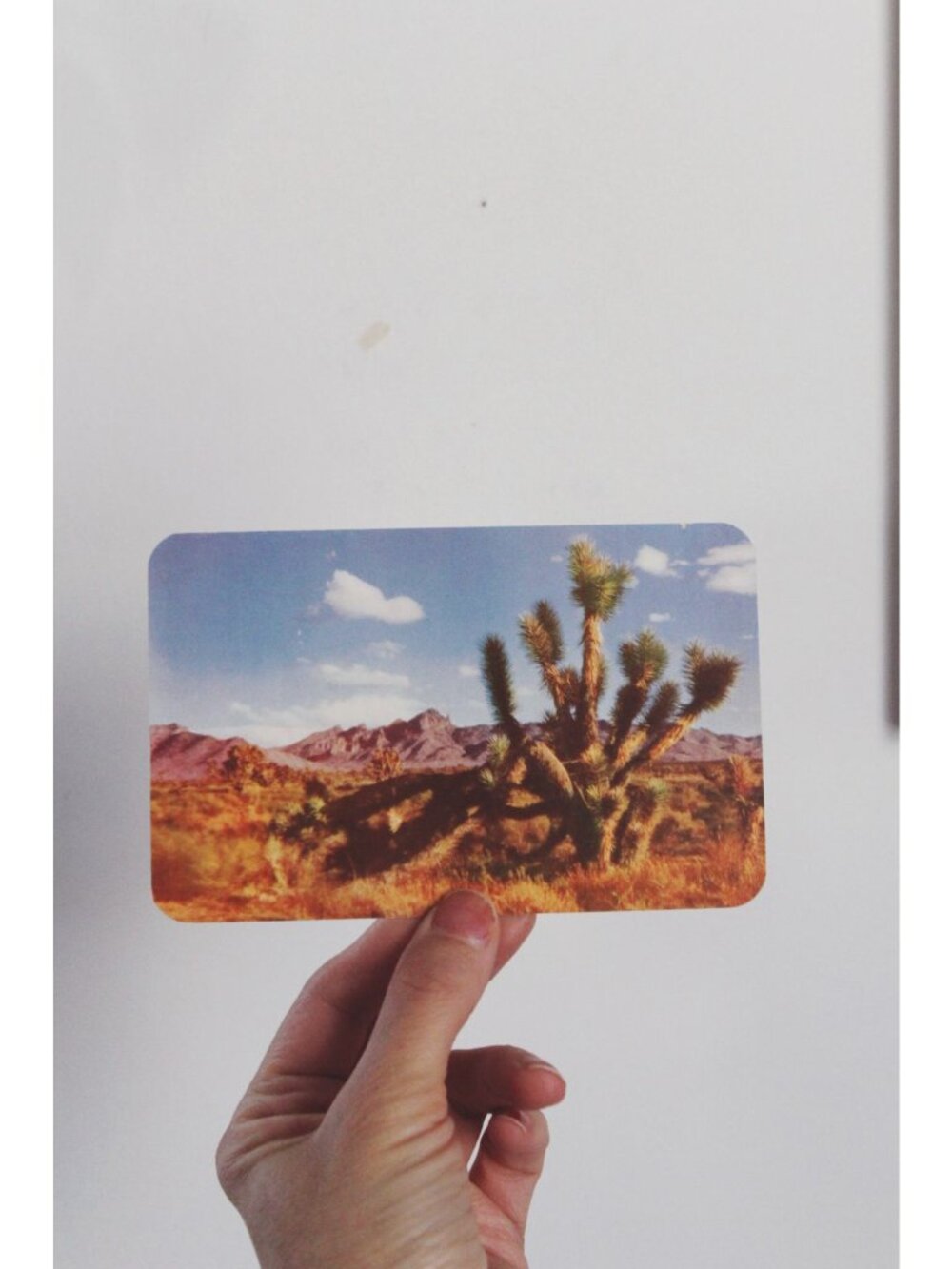Vintage Joshua Tree Desert Postcard By Esther Henderson - Natural Color Card K60